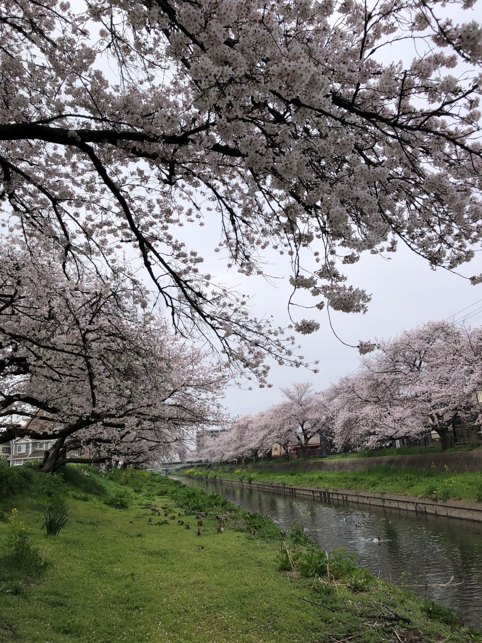 🌸急がねば🌸