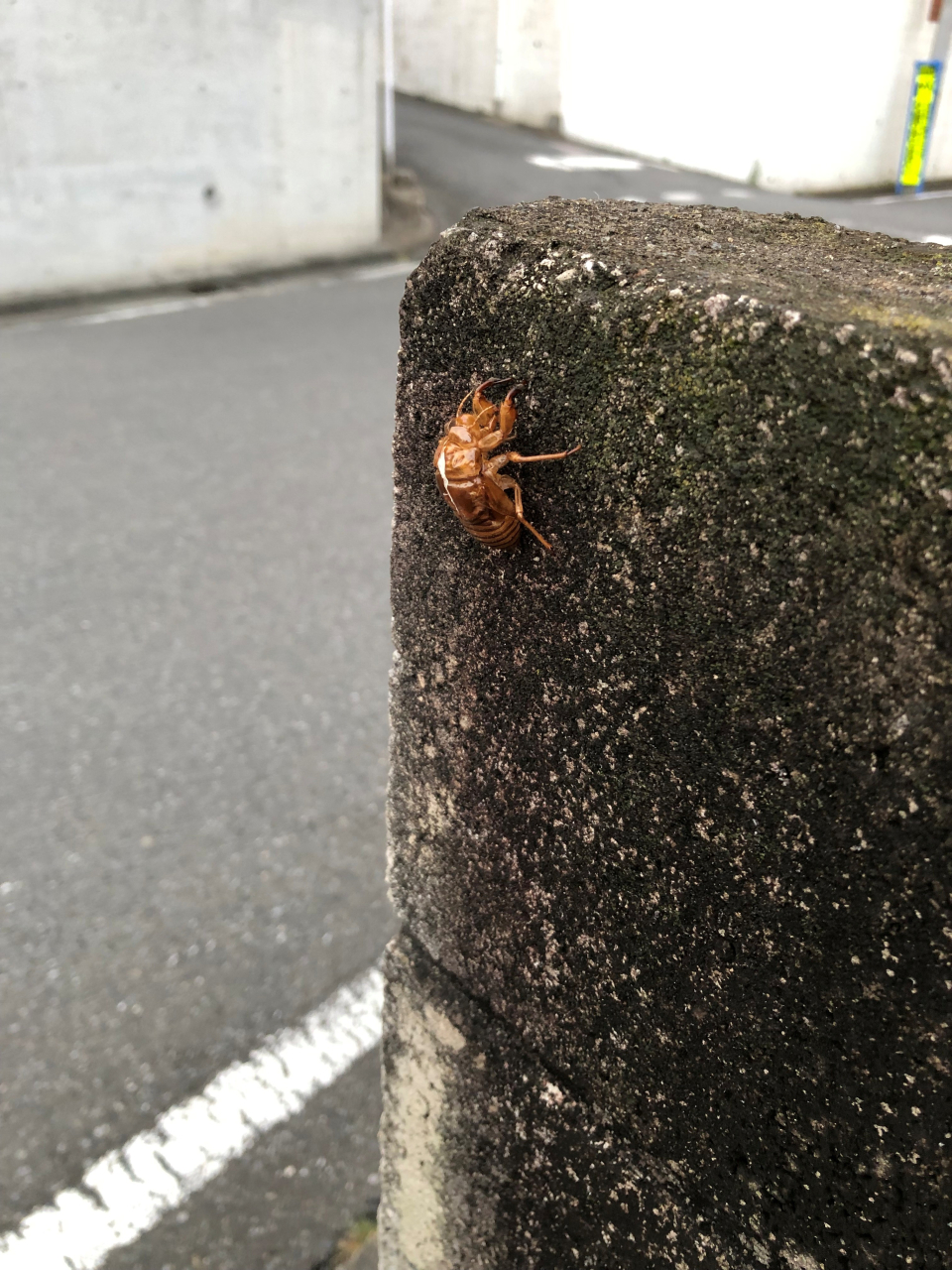 セミのぬけがら
