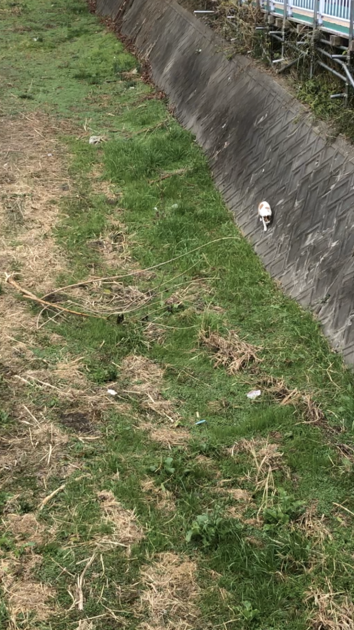 なぜ、そこ歩く？