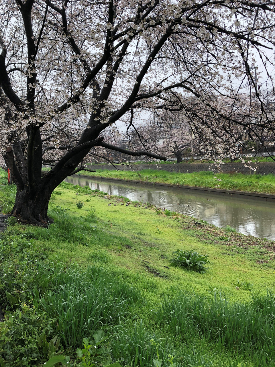 私は花より団子かな